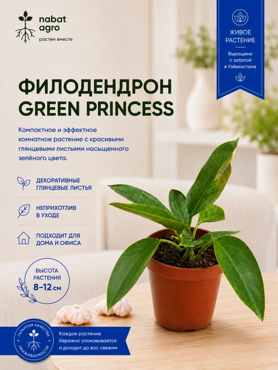 Филодендрон Green Princess, живое комнатное растение - 