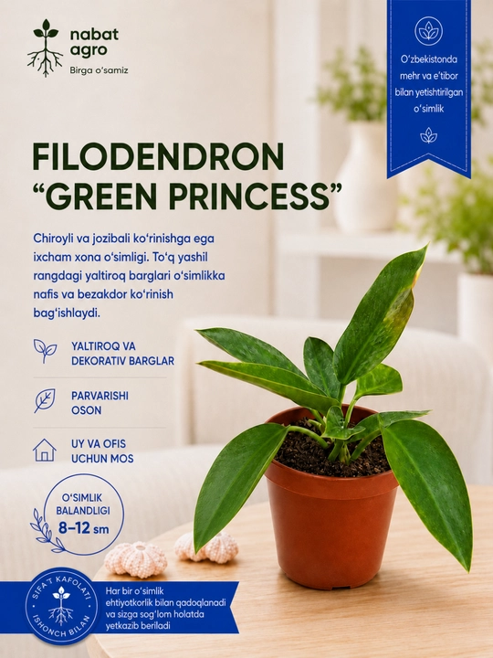 Филодендрон Green Princess, живое комнатное растение
