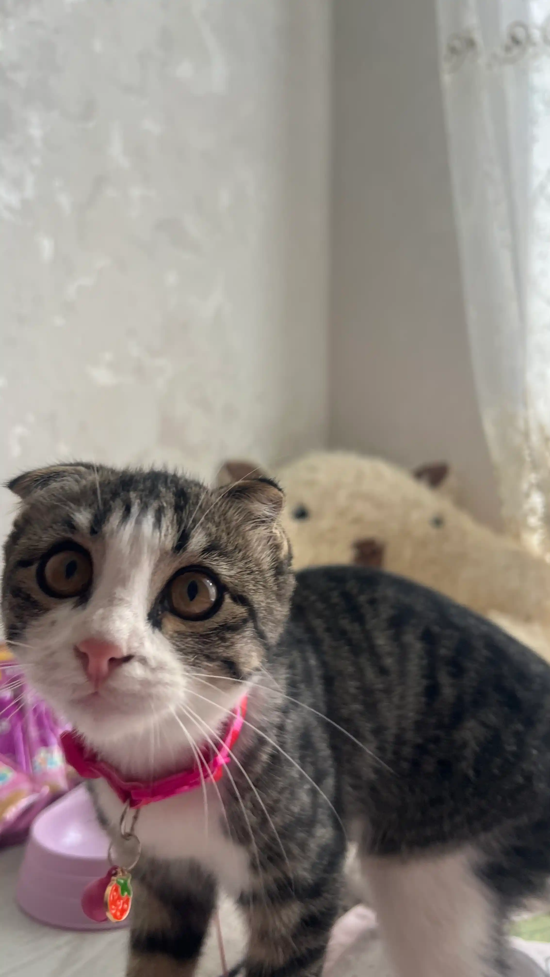 Whiskas mushukchalar uchun tovuqli pashtet, 75 g, 5 dona
