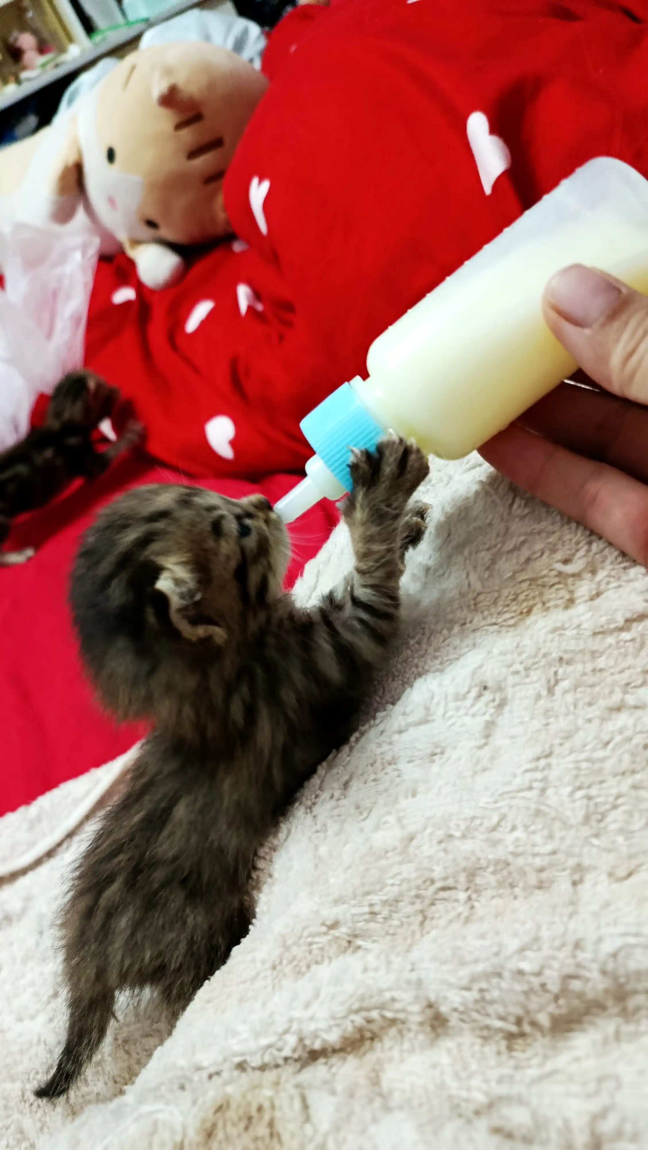 Сухое молоко для вскармливания котят и щенят Bioline Goats Milk, 200 г