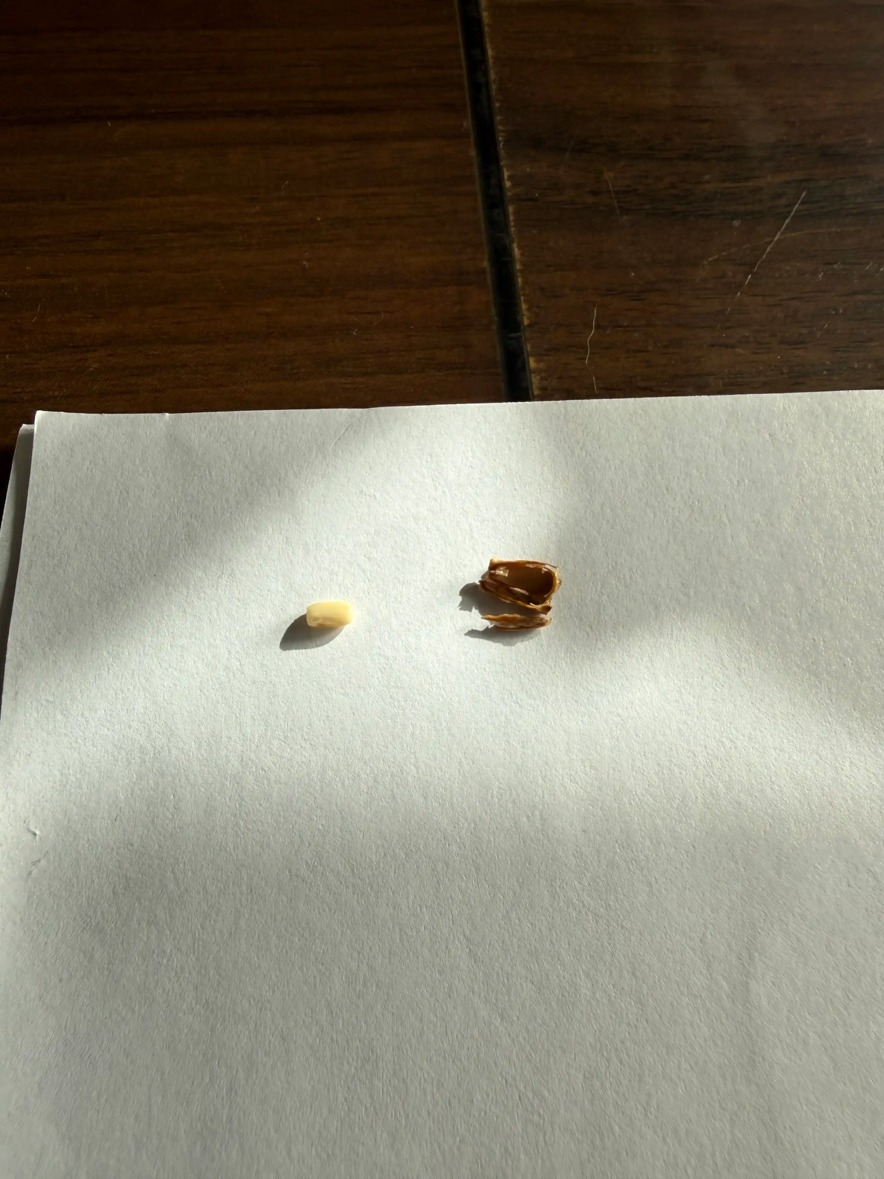 Rastaropsha, 80 g, 150 g, 250 g