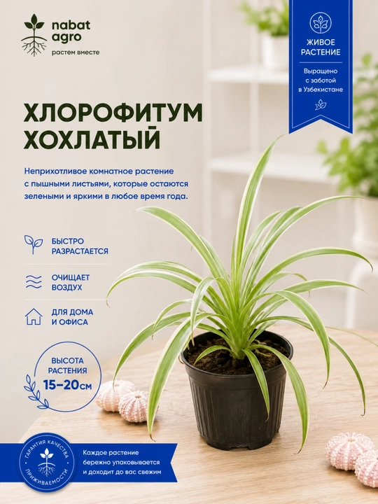 Хлорофитум хохлатый, живое комнатное растение - 
