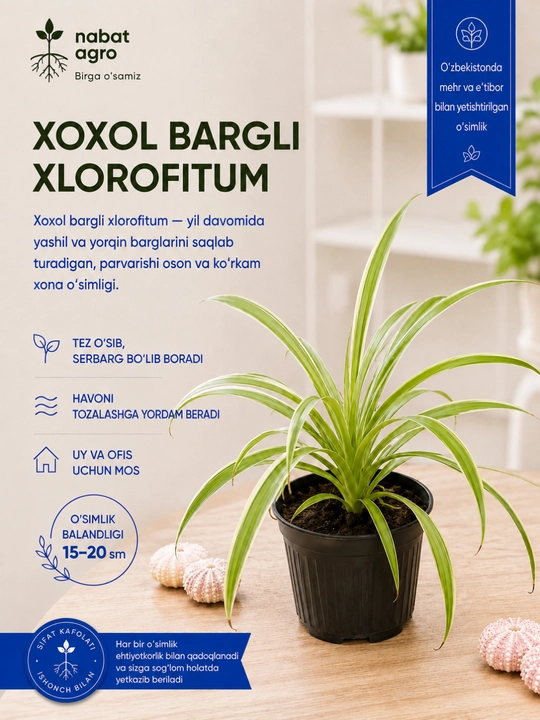 Xlorofitum xoxol bargli, tirik xona o‘simligi