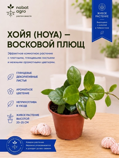 Hoya, xona o‘simligi - 