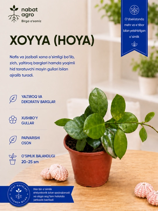 Hoya, xona o‘simligi