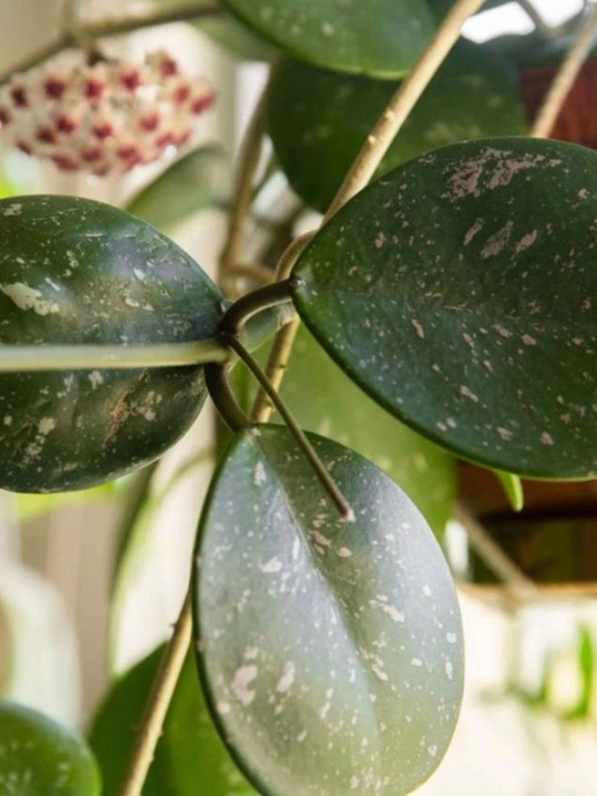 Hoya, xona o‘simligi