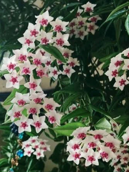Hoya, xona o‘simligi