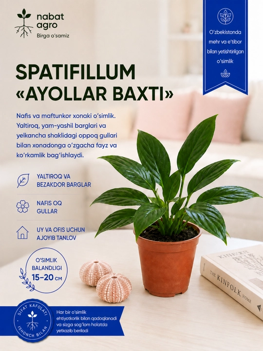 Spatifillum «Ayollar baxti»,xona o‘simligi