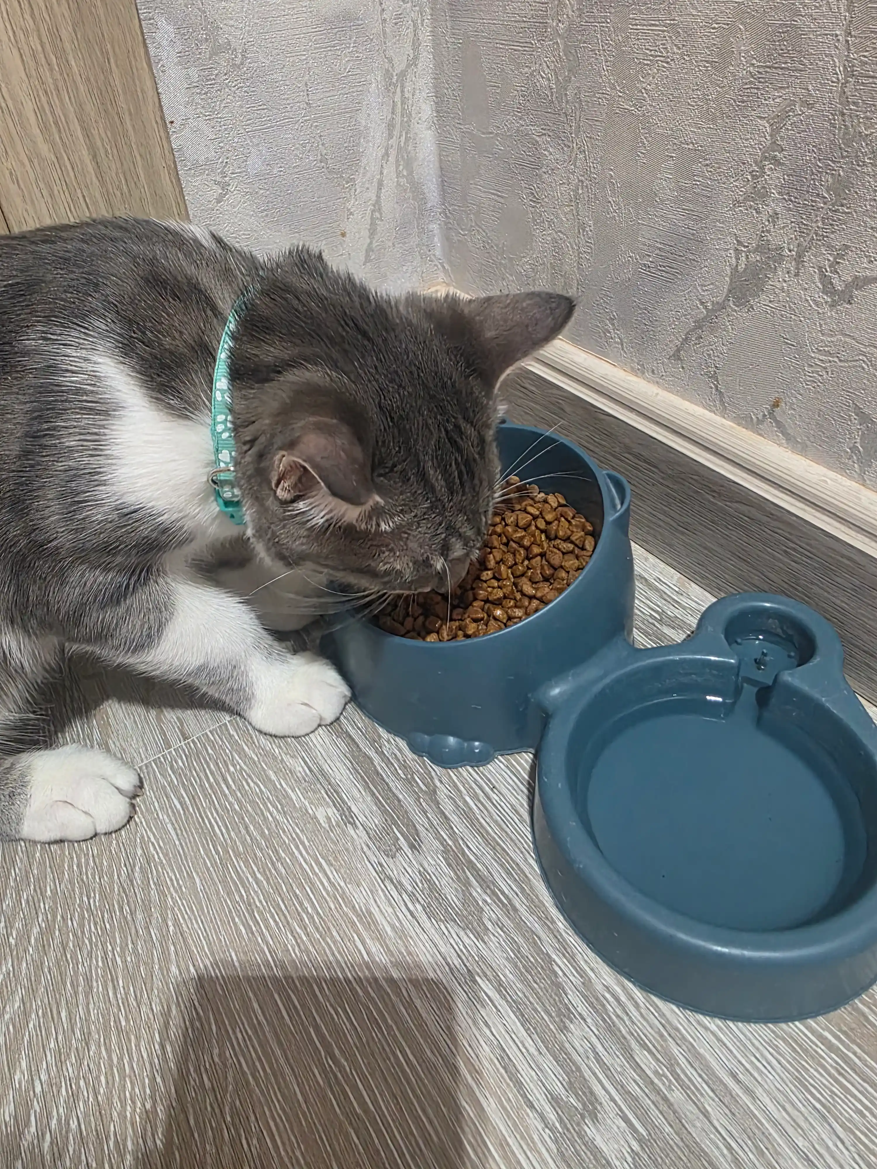 Reflex Plus Kitten Chicken mushukchalar uchun quruq ovqat, tovuq bilan, 1.5 kg