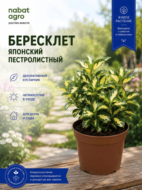 Бересклет японский пестролистный, живое декоративное растение - 