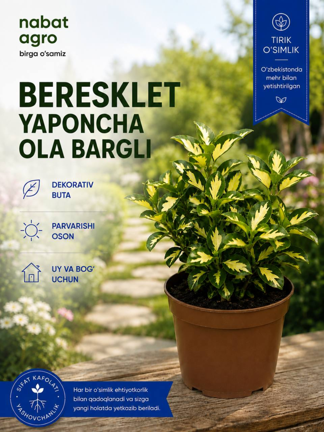 Yapon rang-barang bargli beresklet, dekorativ o‘simlik