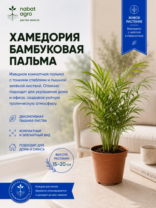 Хамедорея — бамбуковая пальма, живое комнатное растение - 
