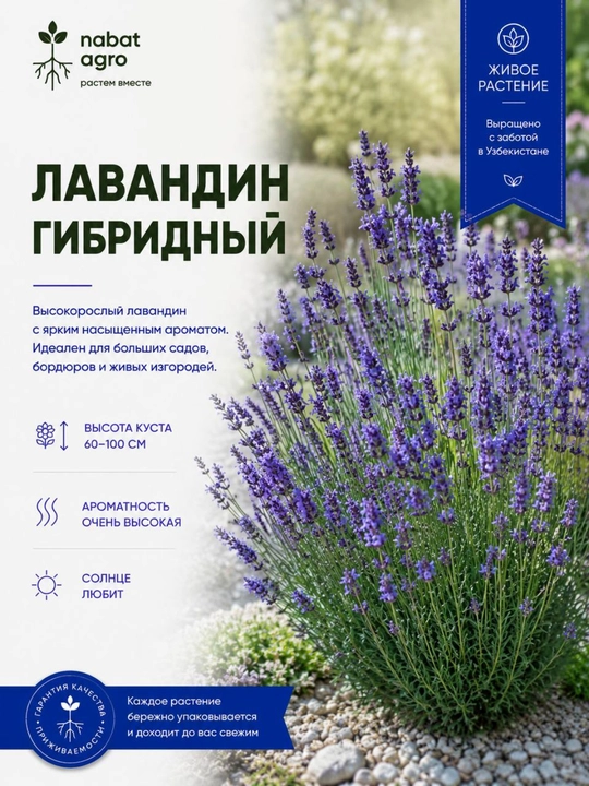 Lavandin gibrid, dekorativ o‘simlik, uvakdagi o‘simlik, xona o‘simliklar, xonaki gullar - 