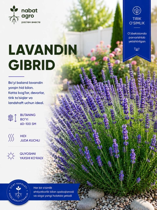Lavandin gibrid, dekorativ o‘simlik, uvakdagi o‘simlik, xona o‘simliklar, xonaki gullar