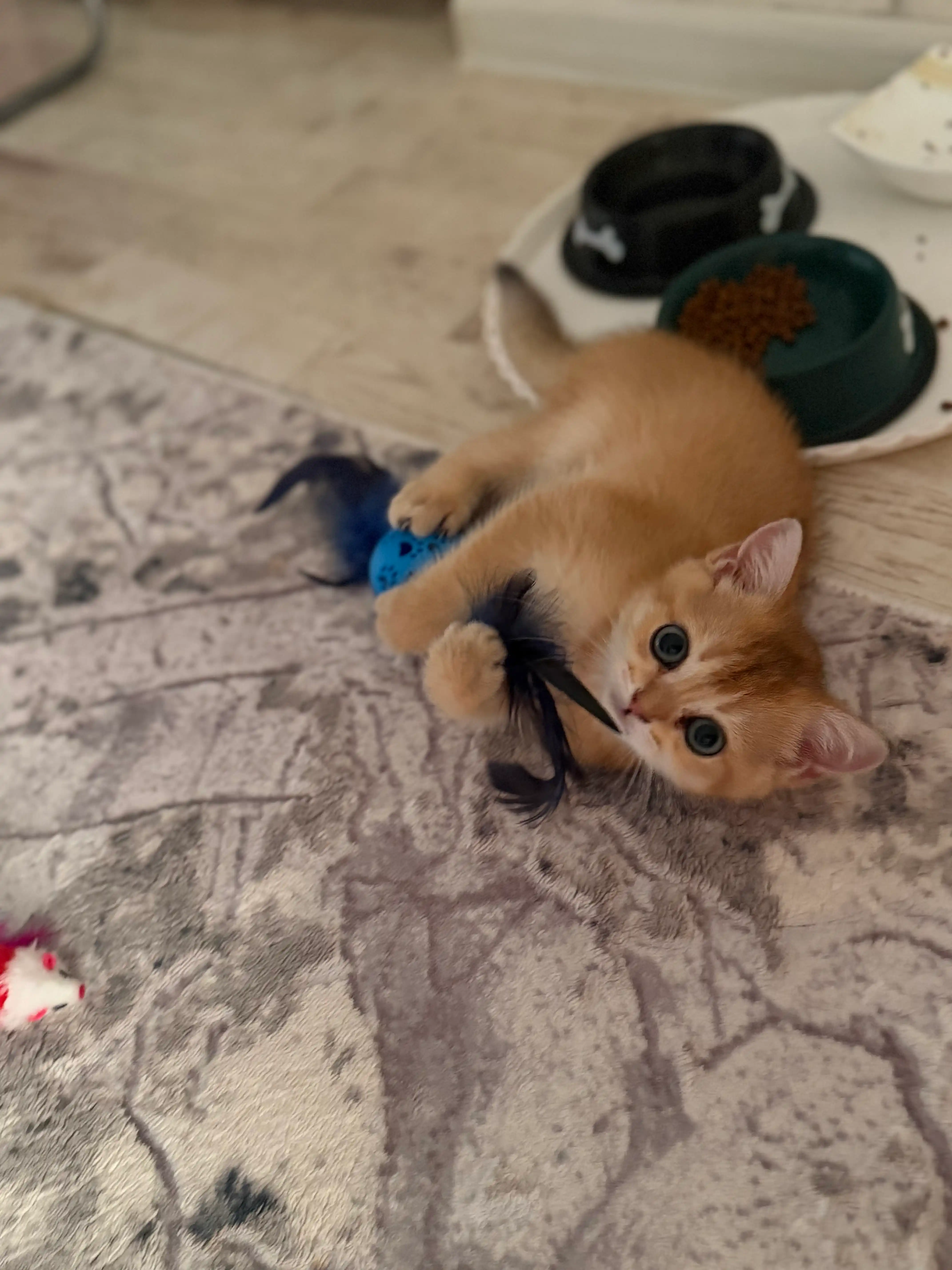 Игрушка для кошек и котят шарик с перьями и бубенчиком