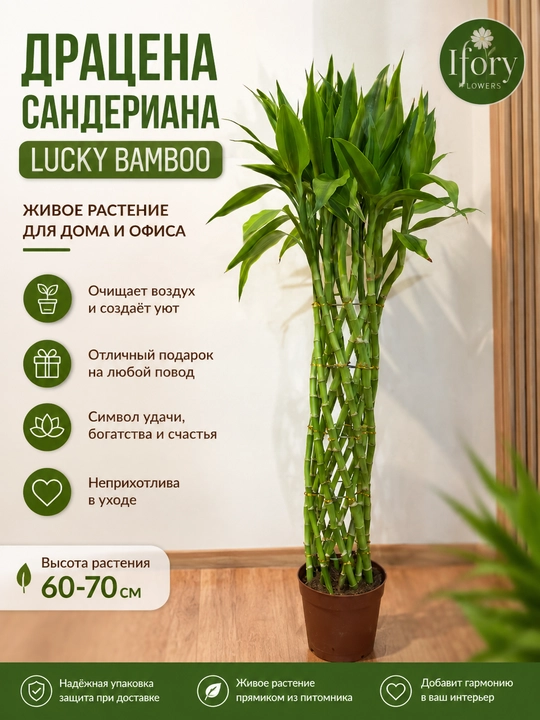 Baxt bambuki (Lucky Bamboo) - 
