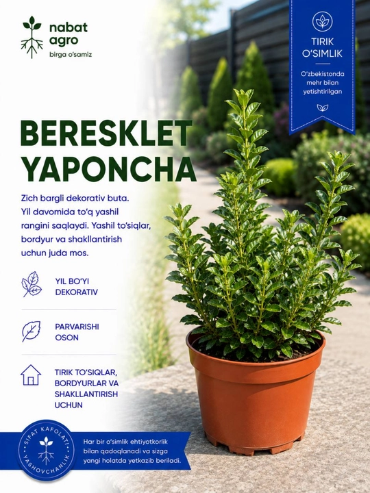 Yapon bereskleti, tuvakdagi o‘simlik