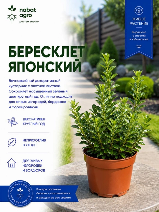 Бересклет японский, растение в горшке - 