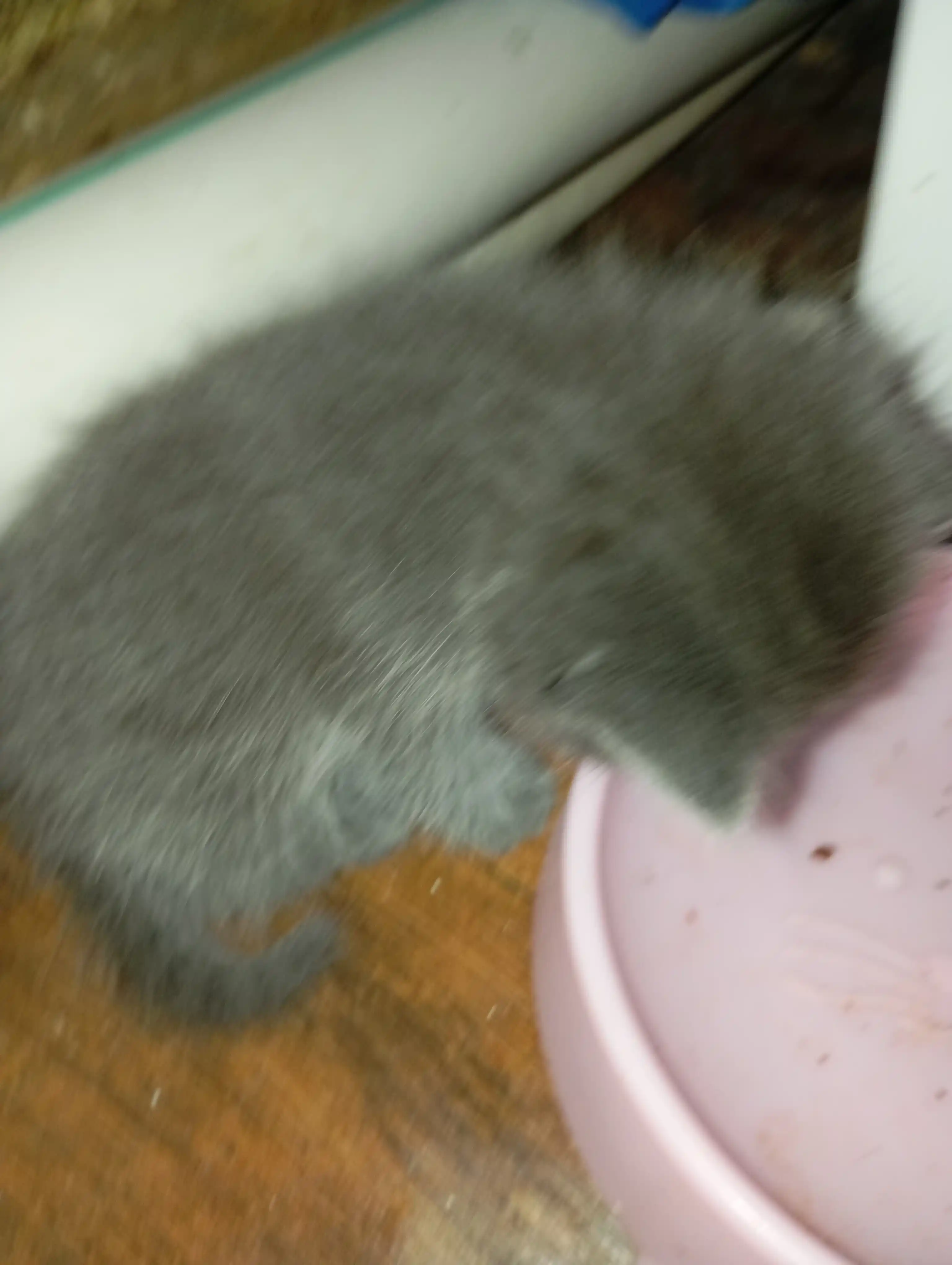 Whiskas mushukchalar uchun qo‘zi go‘shtli raguli nam yem, 75 g, 5 dona