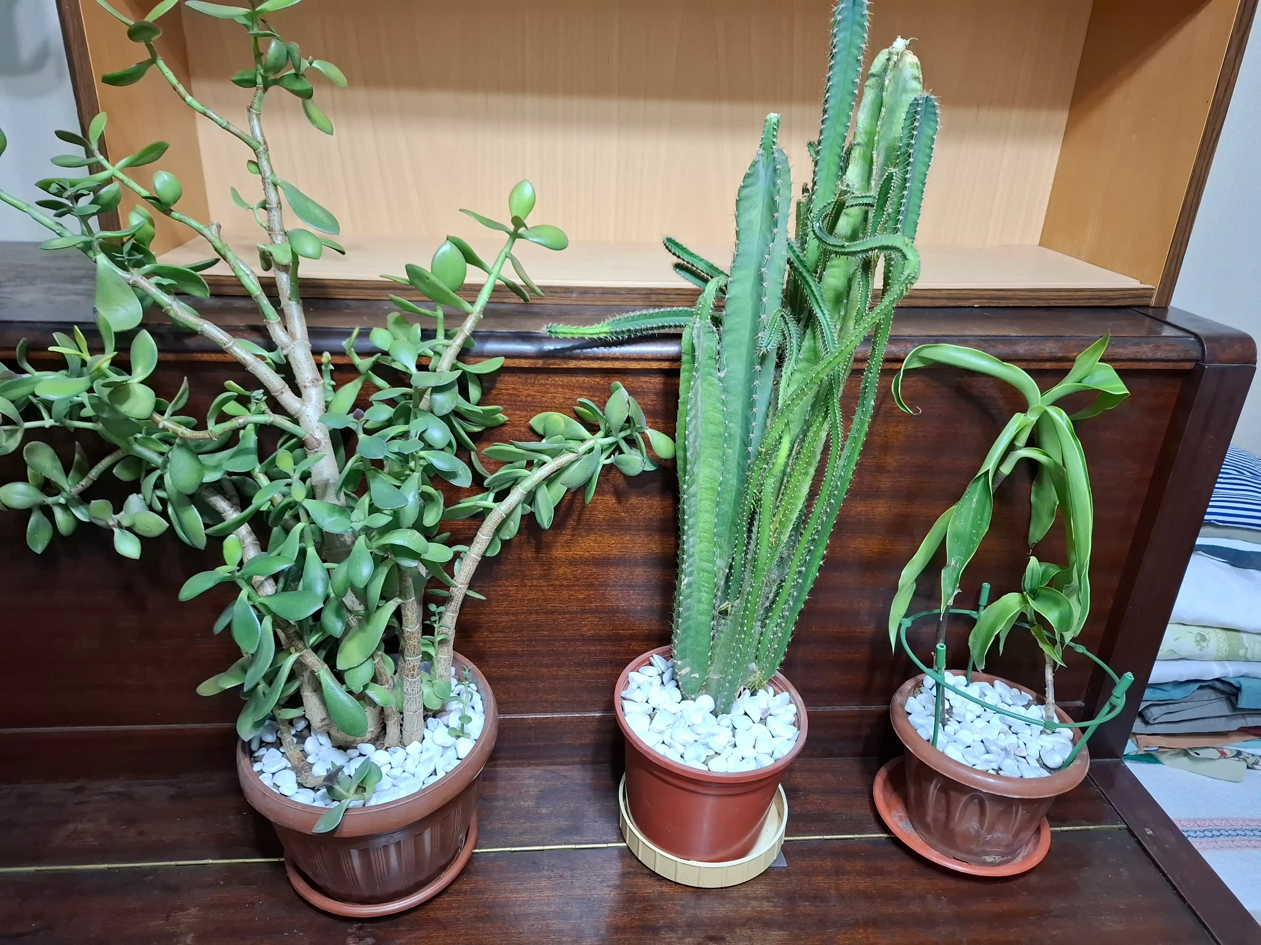 Akvarium, manzara va gulzorlarni bezash uchun tosh, rangli toshlar