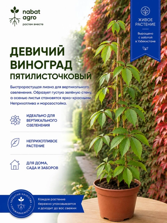 Девичий виноград пятилисточковый, декоративное растение для дачи, сада и огорода - 