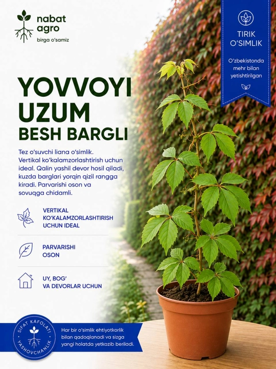 Besh bargli qizlik uzumi, dala hovli, bog‘ va poliz uchun manzarali o‘simlik