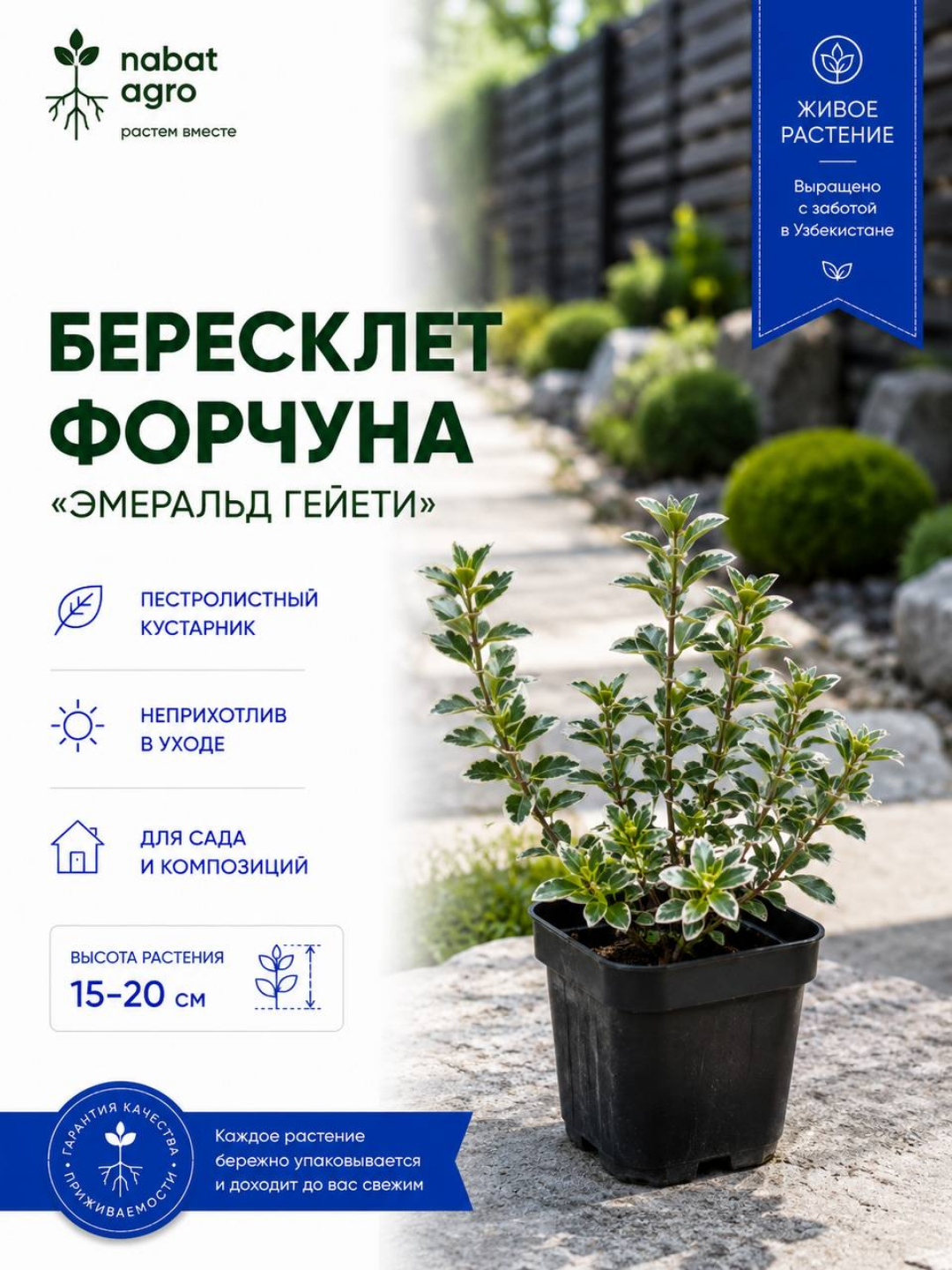 Бересклет Форчуна «Эмеральд Гаити», декоративный кустарник, для дачи, сада и огорода - 