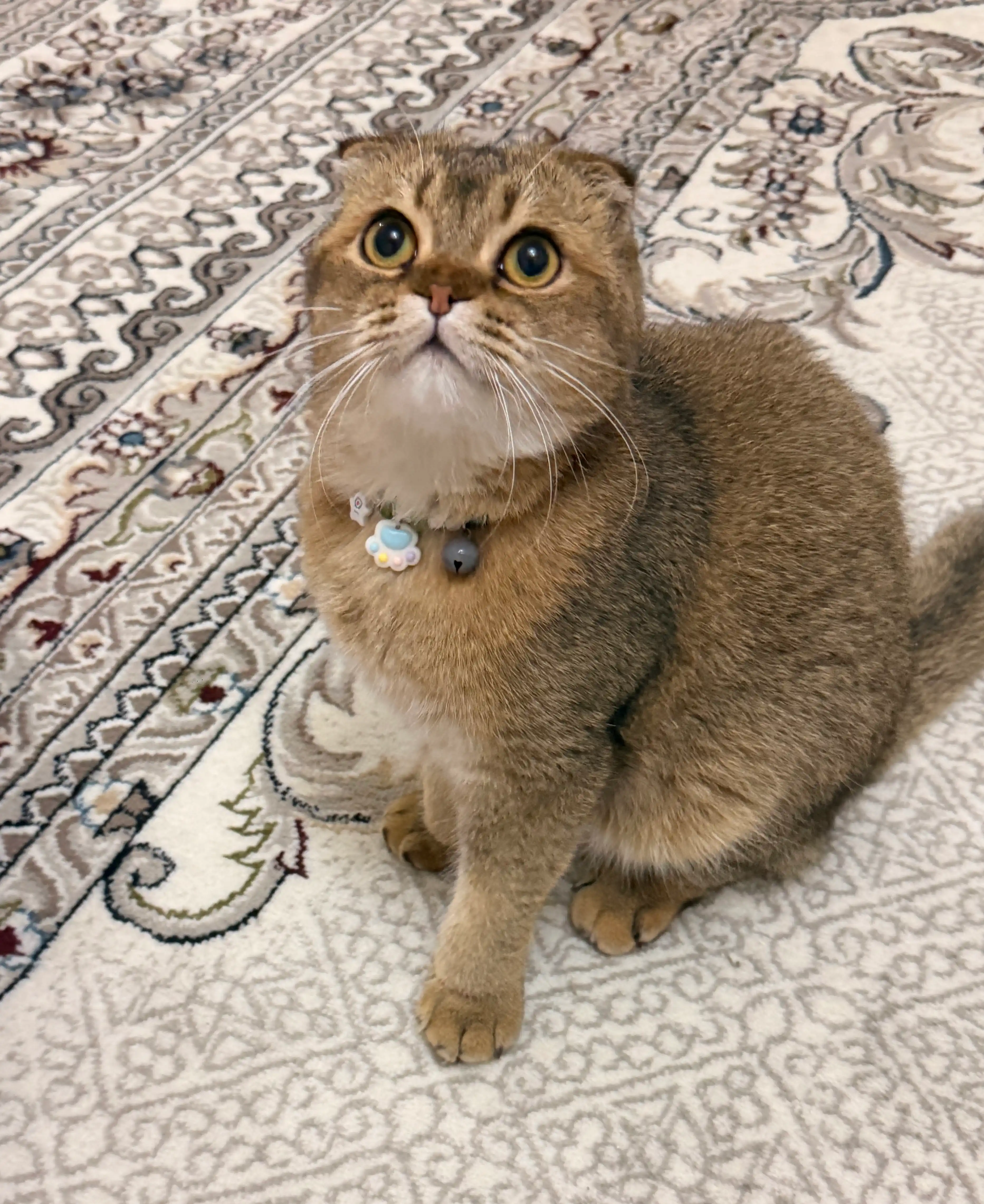 Ошейник для кошек и собак