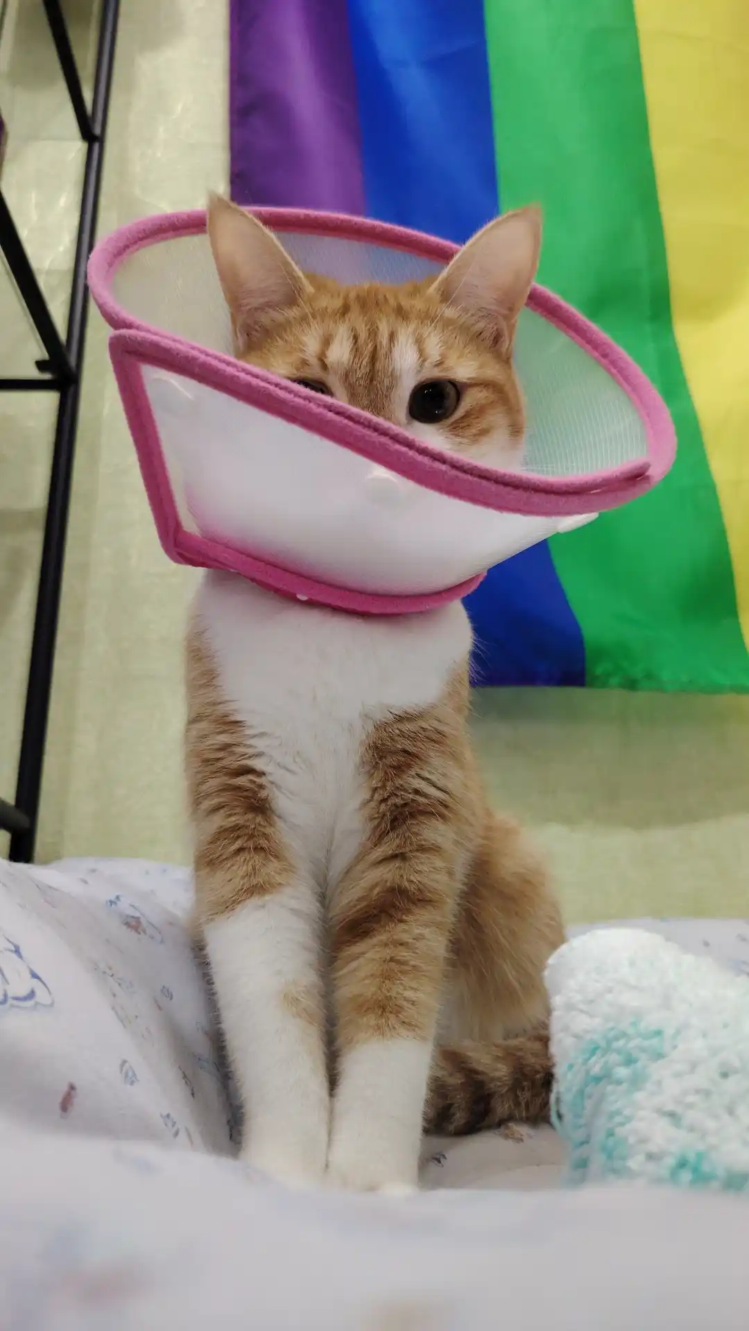 Bay Cat tofu mushuk to‘shamasi, 6 L – hid nazorati, suvda eriydi, tabiiy mushuk toshi