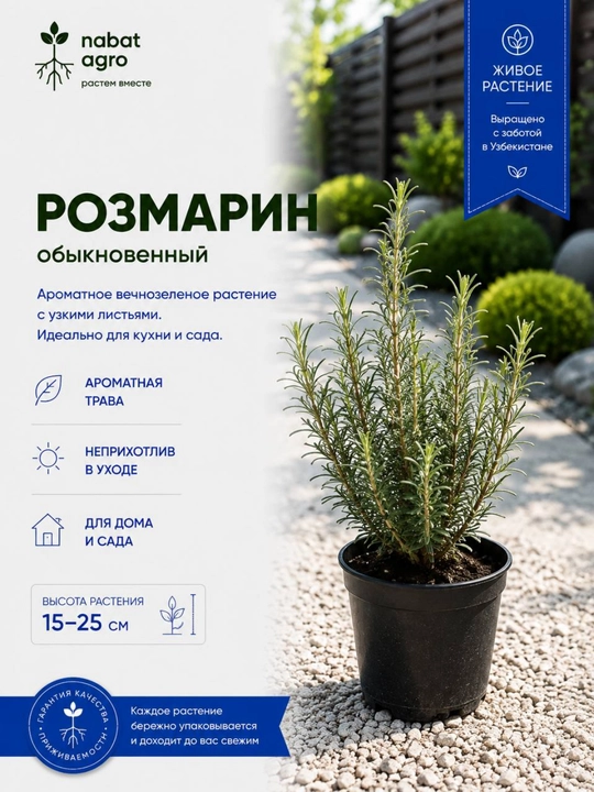 Розмарин, декоративное растение в горшке, живое растение - 
