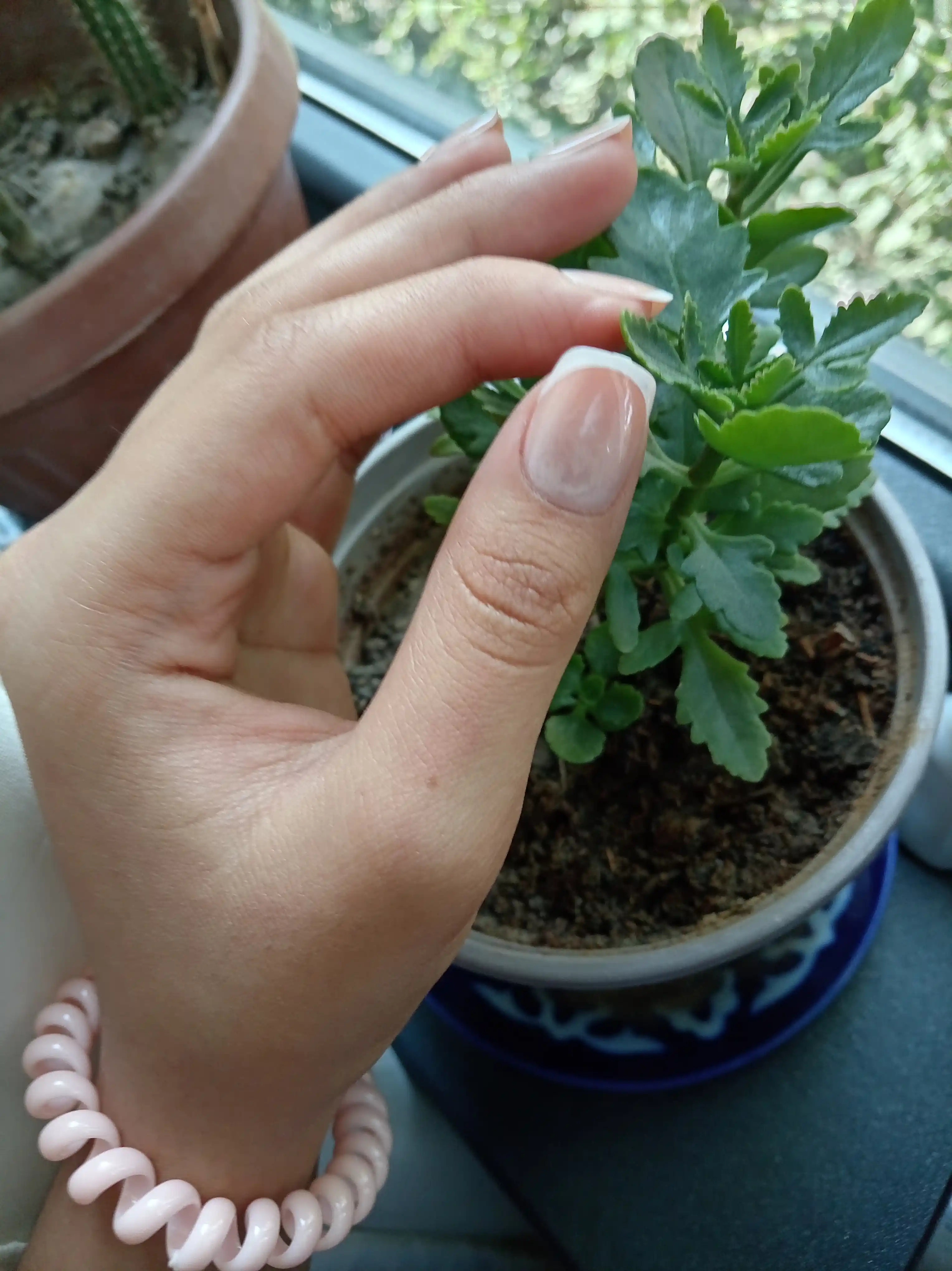 Soxta tirnoqlar - tez mahkamlanadigan, mini-yelimli, turli dizayndagi, 12-24 dona