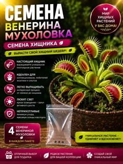 Манго