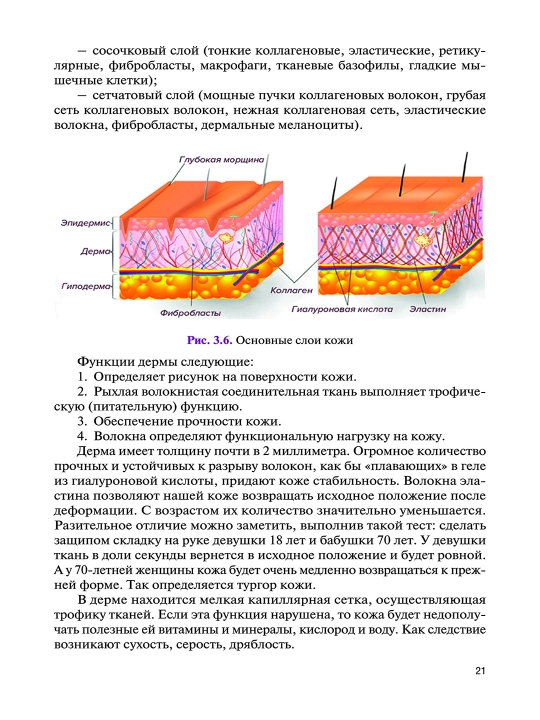 Основы Косметологии