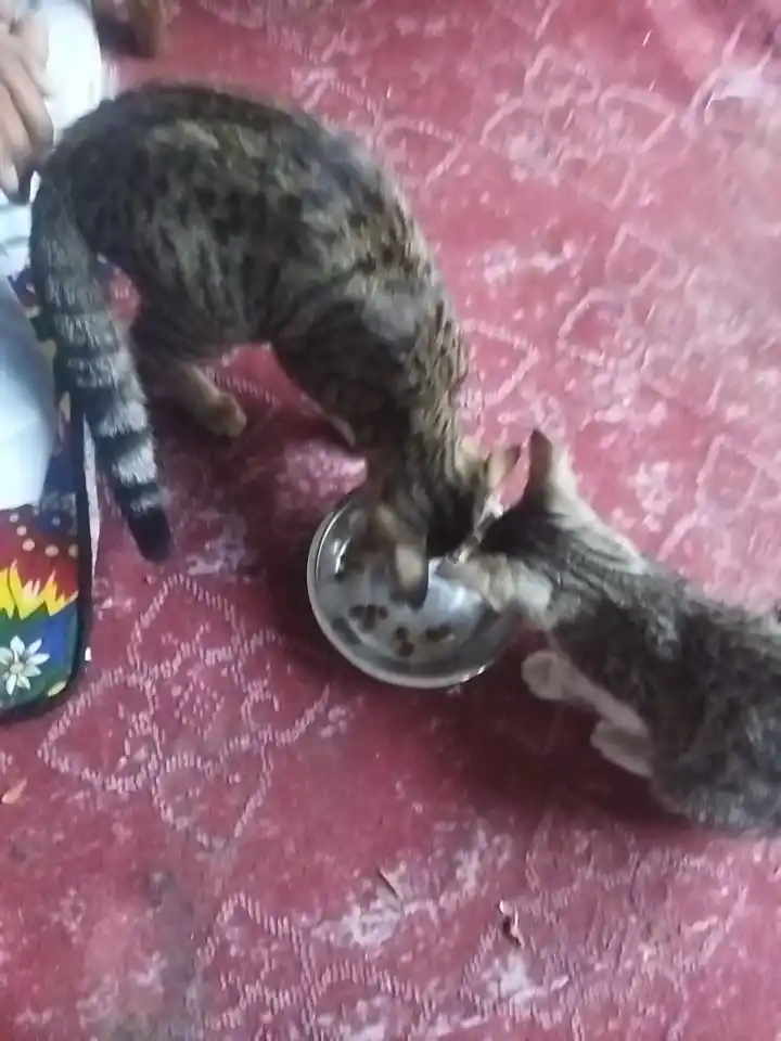 Paw Picks mushuklar uchun quruq yem, tovuq go‘shti bilan, 1 kg