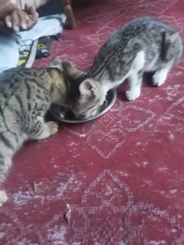 Paw Picks mushuklar uchun quruq yem, tovuq go‘shti bilan, 1 kg