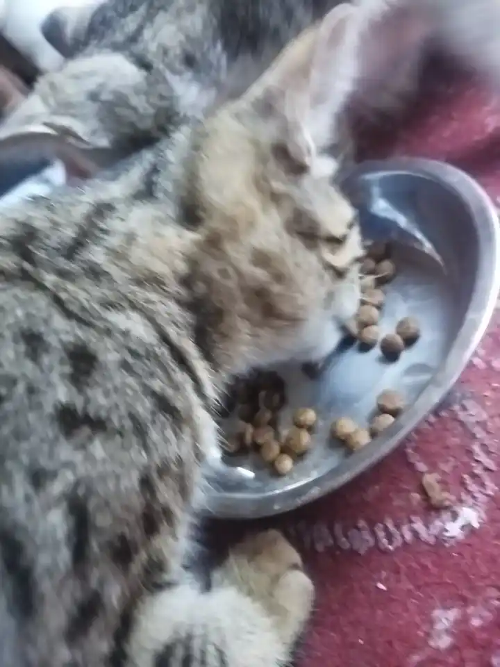 Paw Picks mushuklar uchun quruq yem, tovuq go‘shti bilan, 1 kg