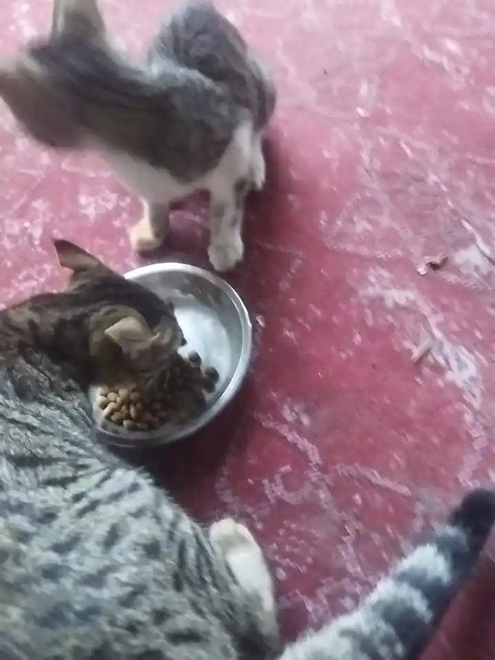 Paw Picks mushuklar uchun quruq yem, tovuq go‘shti bilan, 1 kg