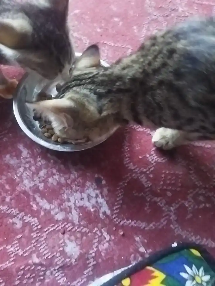 Paw Picks mushuklar uchun quruq yem, tovuq go‘shti bilan, 1 kg