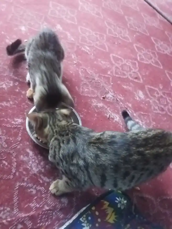 Paw Picks mushuklar uchun quruq yem, tovuq go‘shti bilan, 1 kg