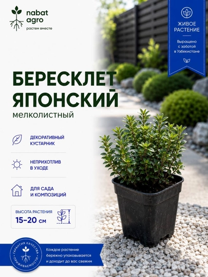 Бересклет японский мелколистный, живое декоративное растение, растение в горшке - 