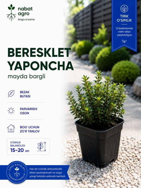Yapon mayda bargli beresklet, dekorativ o‘simlik, tuvakdagi o‘simlik