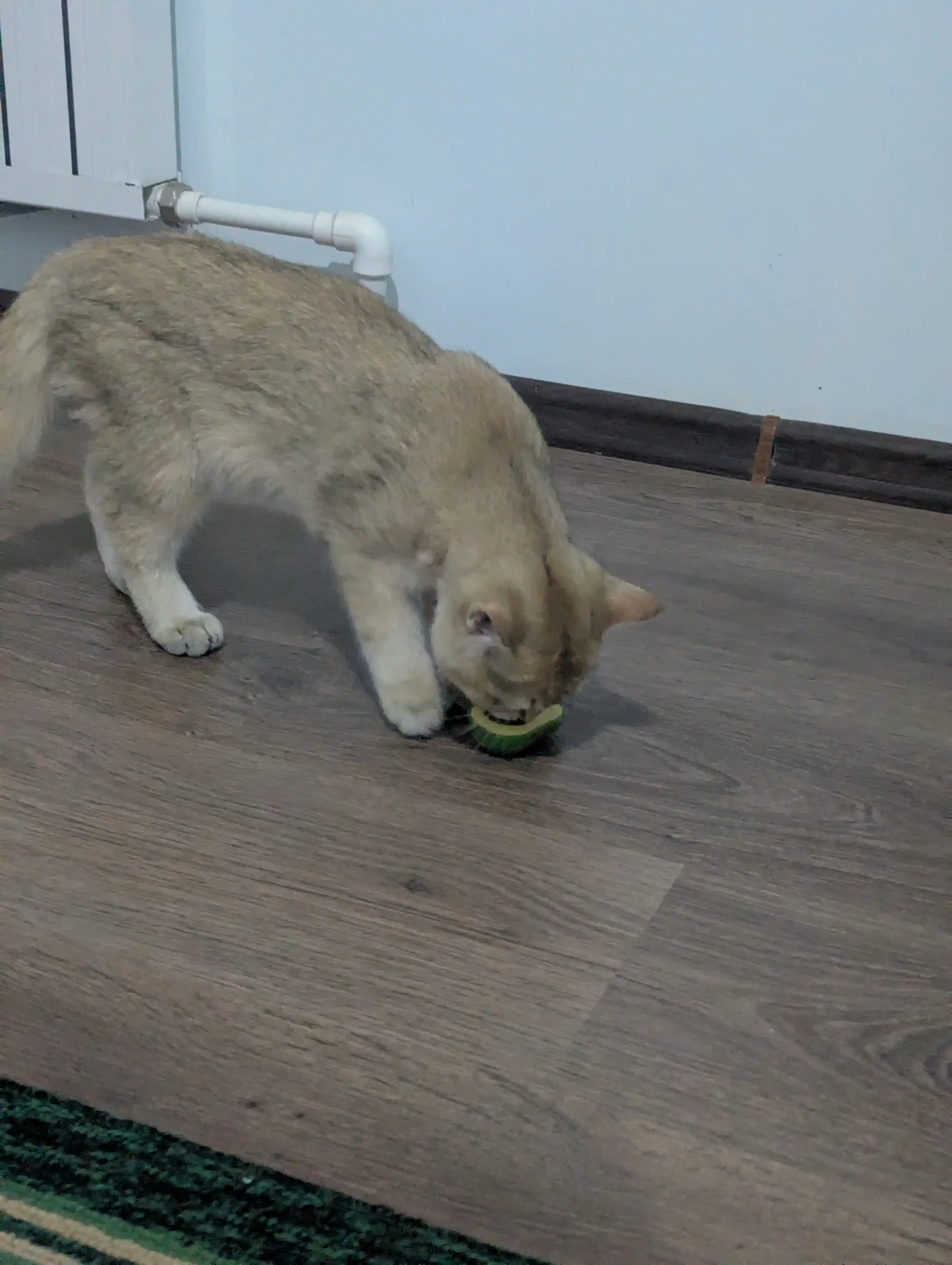 Шарик с кошачьей мятой на липучке, игрушка лизун для кошек