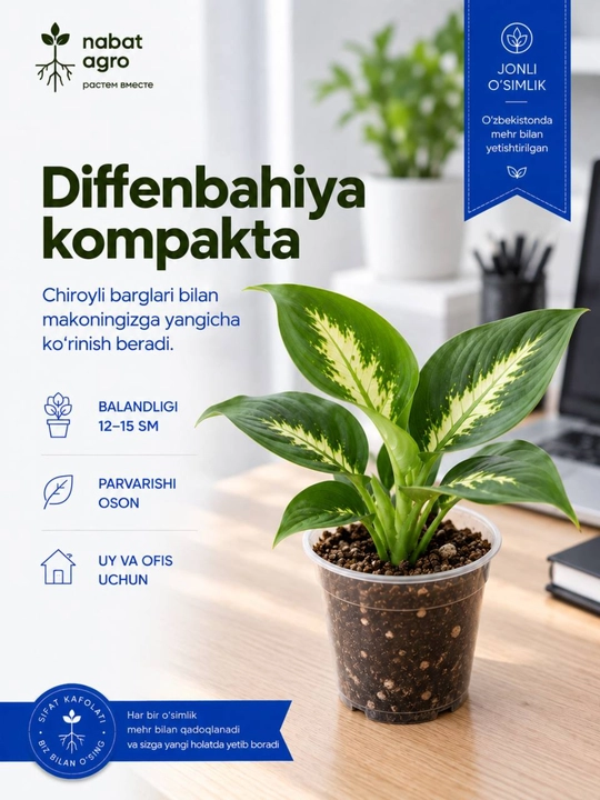 Diffenbaxiya Kompakta guldondagi tirik xona o‘simligi