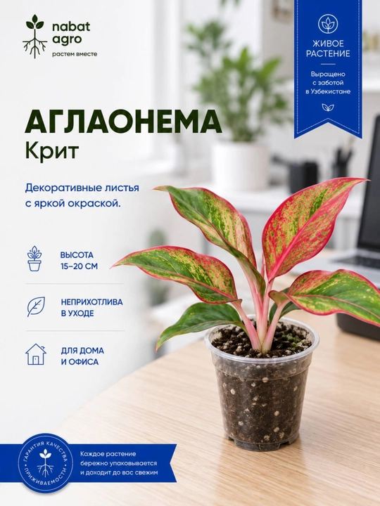Аглаонема, декоративно-лиственное комнатное растение - 