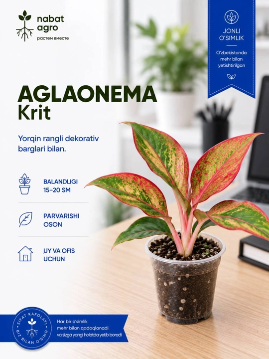 Aglaonema, dekorativ-bargli xona o‘simligi