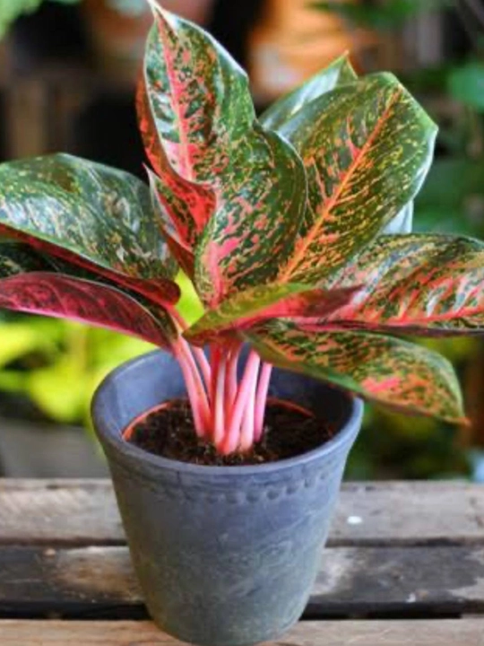 Aglaonema, dekorativ-bargli xona o‘simligi