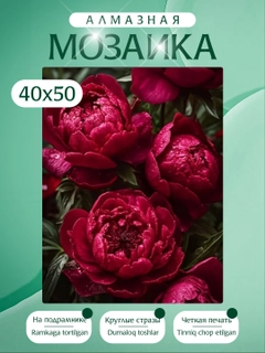 Korall