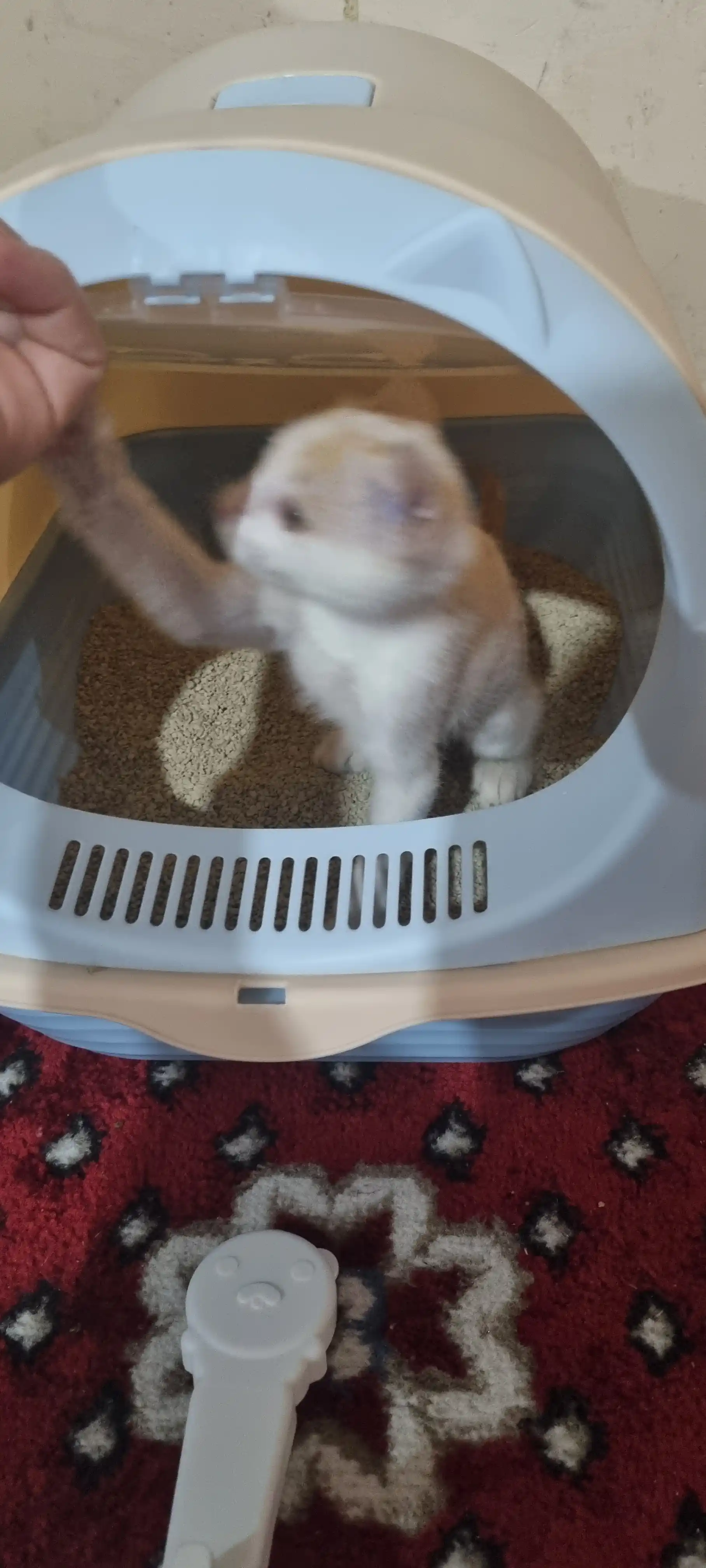 Лоток для кошек