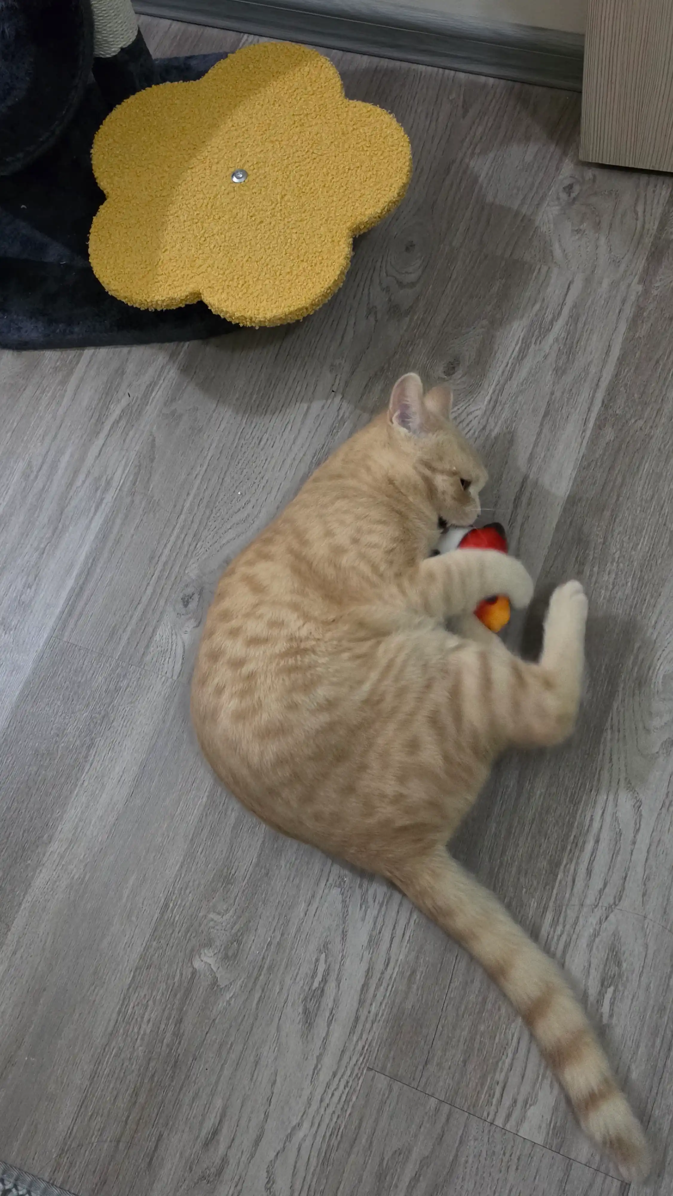 Игрушка для кошек рыбка BOBRIKGORA с кошачьей мятой и валерианой