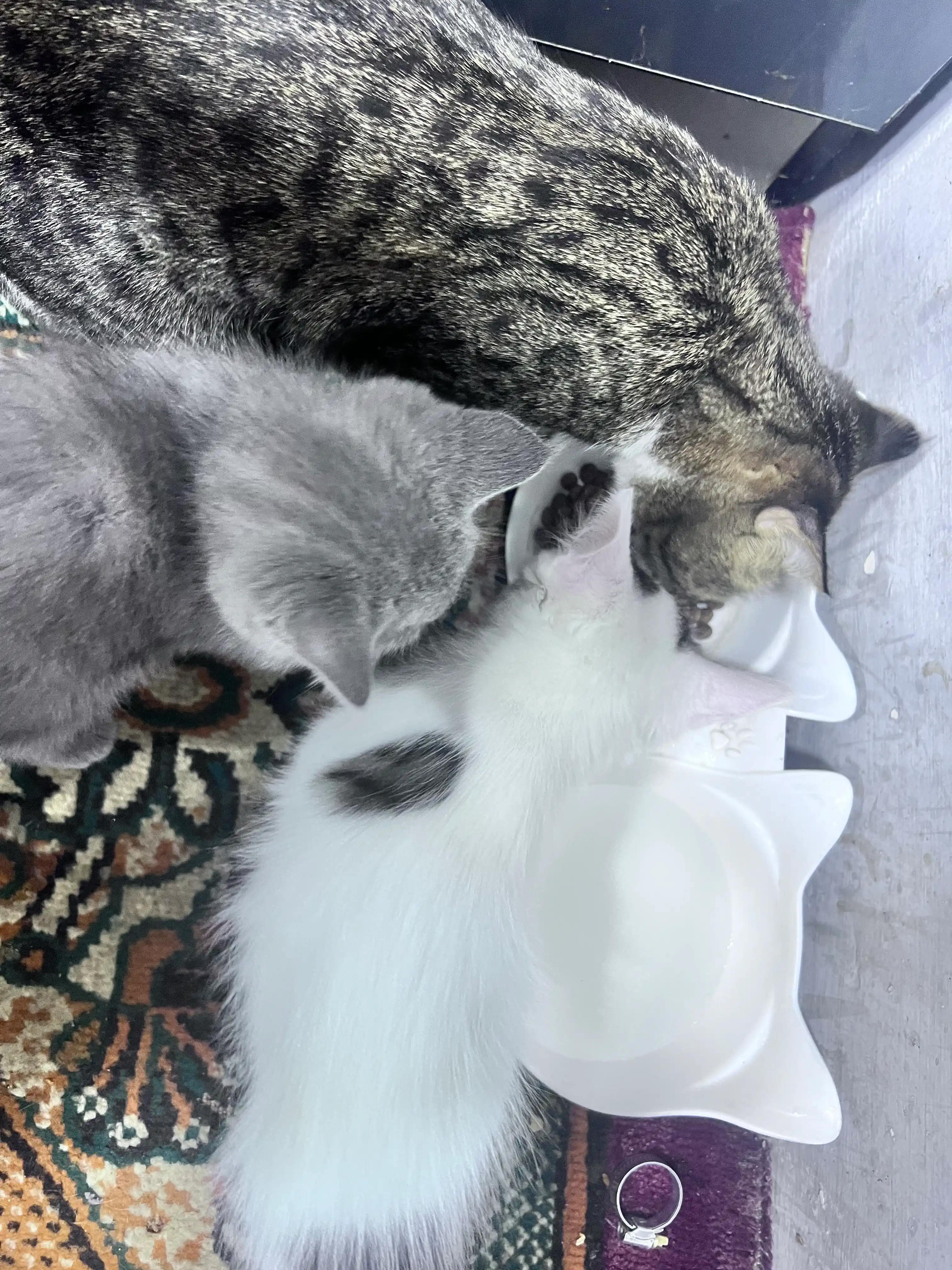 Paw Picks mushuklar uchun quruq yem, tovuq go‘shti bilan, 1 kg